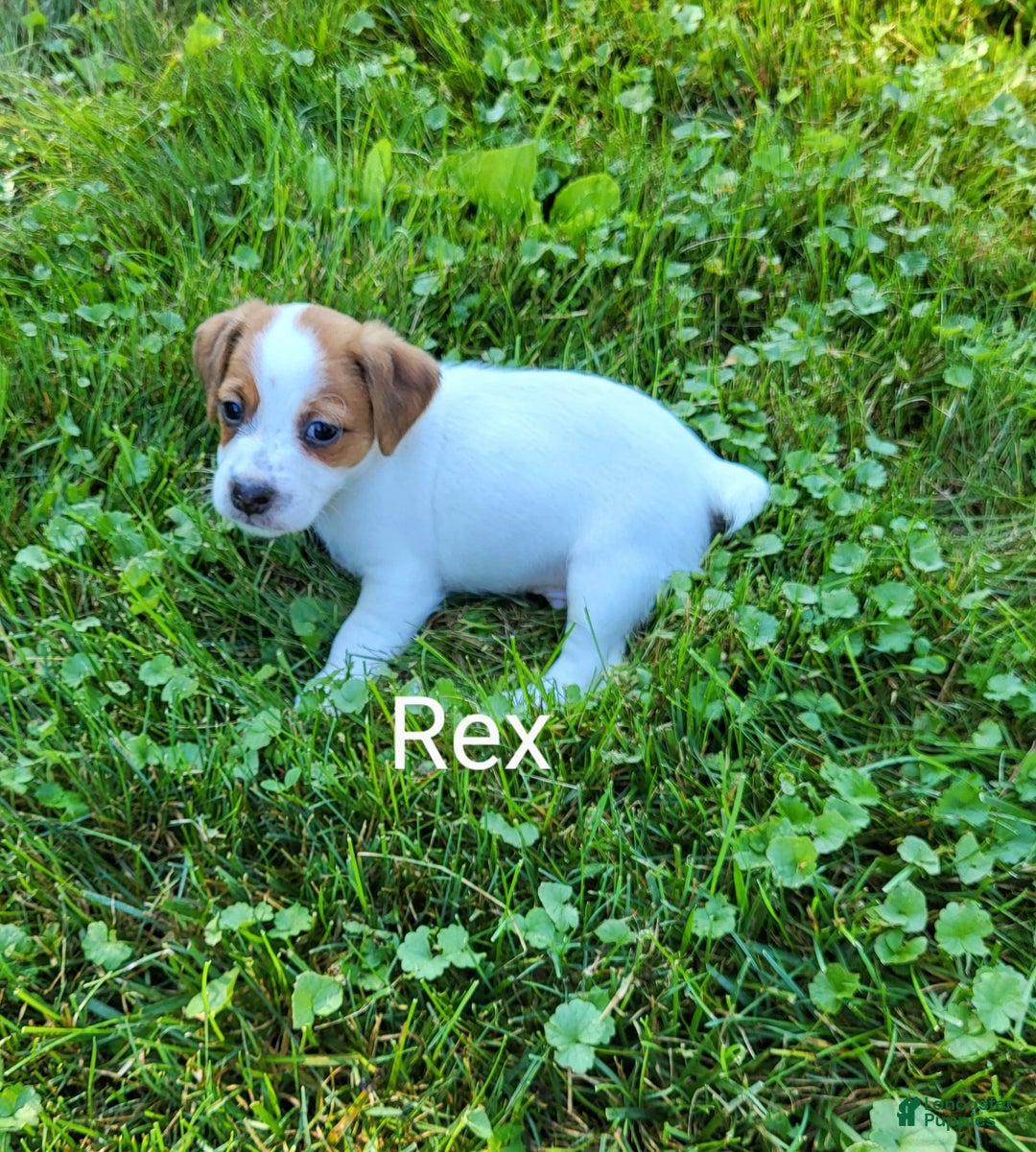 Jack Russell Terrier dogs for sale: Rex - Image 2
