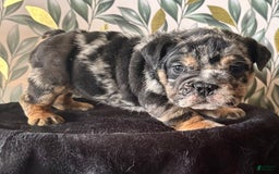English Bulldog dogs for sale: Sophia - Image 4