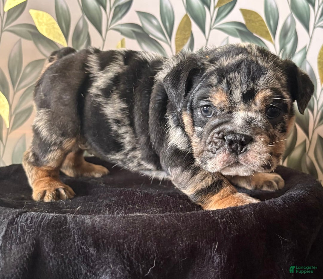 English Bulldog dogs for sale: Sophia - Image 4