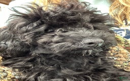 Cavalier King Charles Spaniel dogs for sale: Little Boy Blue - Image 3