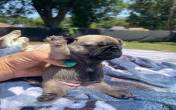 French Bulldog dogs for sale: French Bulldog 4 puppies - Image 3