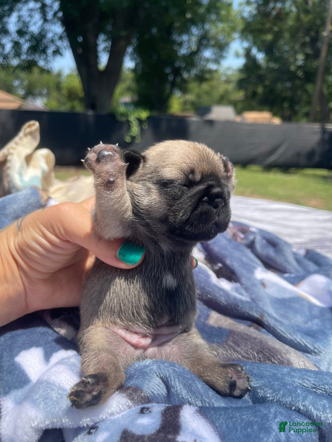 French Bulldog dogs for sale: French Bulldog 4 puppies - Image 3