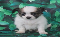Chihuahua dogs for sale: Skeeter - Image 15