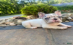 French Bulldog dogs for sale: Daisy - Image 3