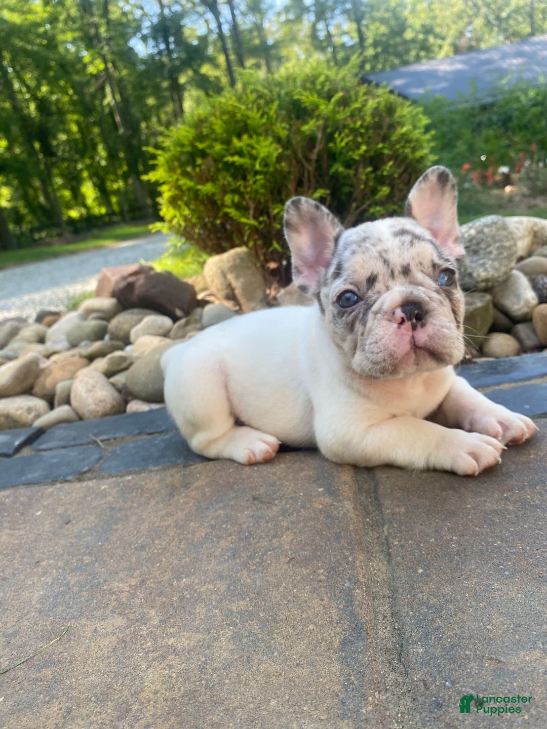French Bulldog dogs for sale: Daisy - Image 3