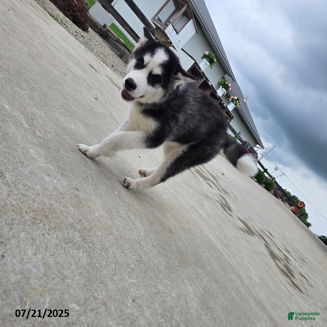 Pomsky dogs for sale: Badger - Image 3