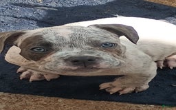 American Bully dogs for sale: Lookout - Image 1