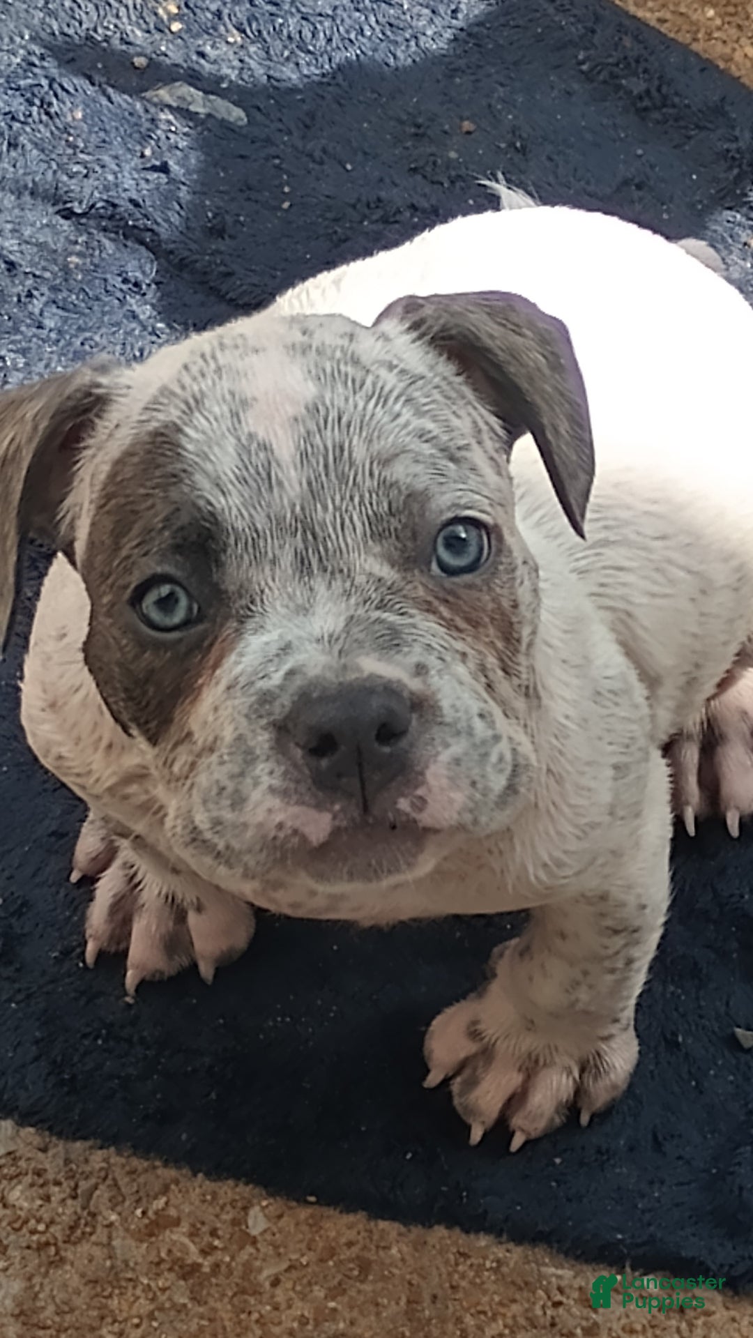 American Bully dogs for sale: Lookout - Image 1