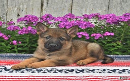 German Shepherd dogs for sale: Dakota - Image 5