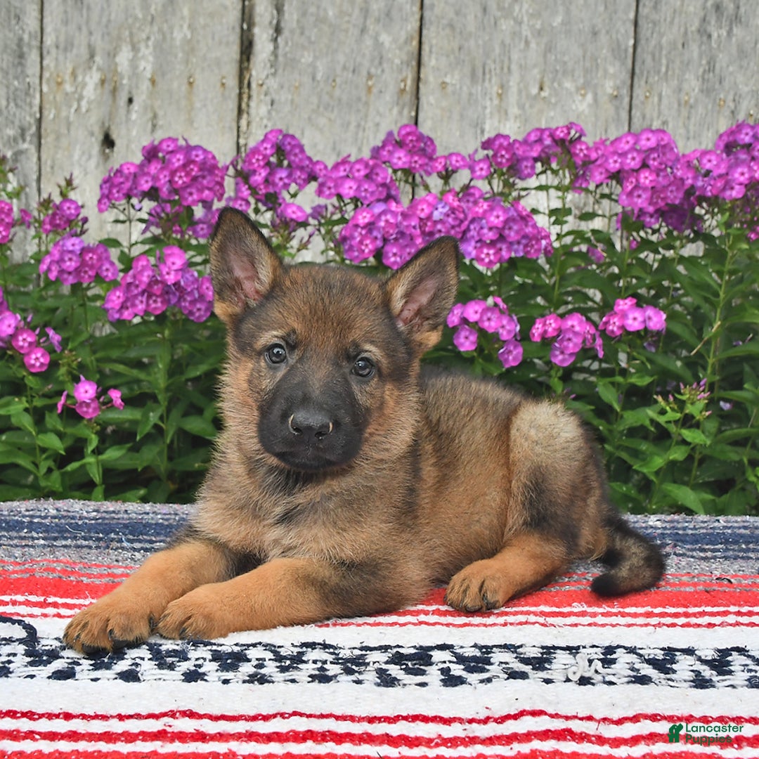 German Shepherd dogs for sale: Dakota - Image 5