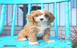 Cavapoo dogs for sale: Ally - Image 3