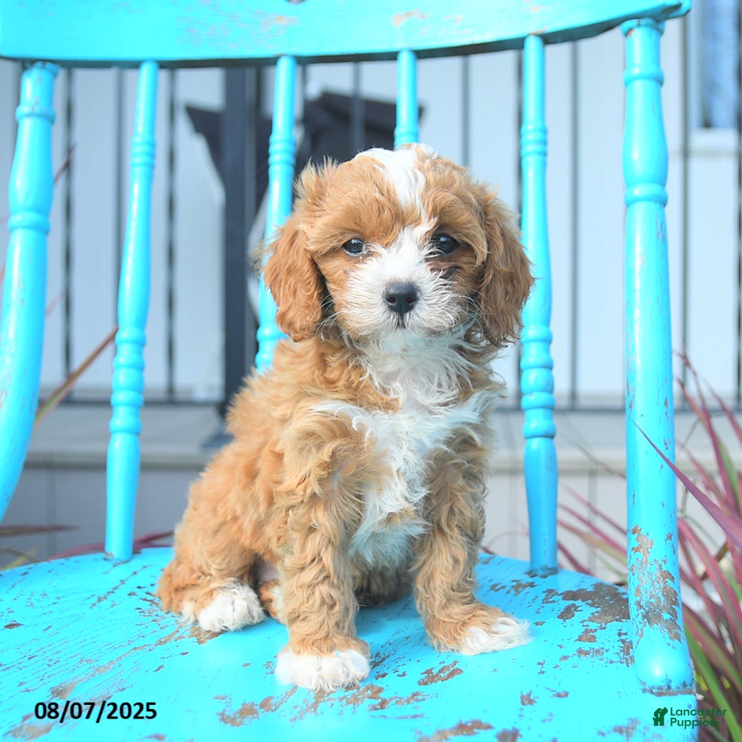 Cavapoo dogs for sale: Ally - Image 3