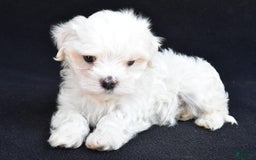 Maltese dogs for sale: Rory - Image 7