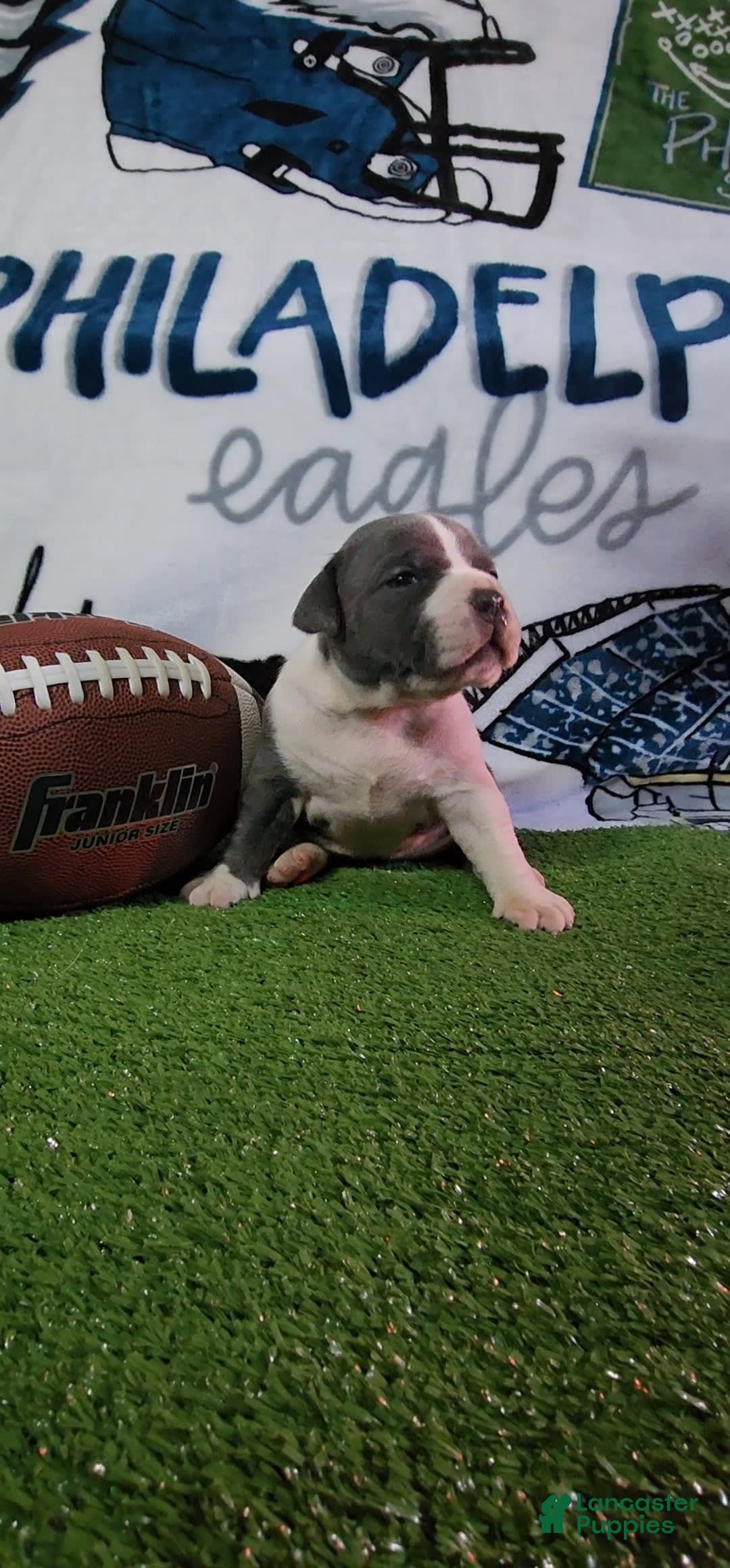 American Bully dogs for sale: Nova - Image 10