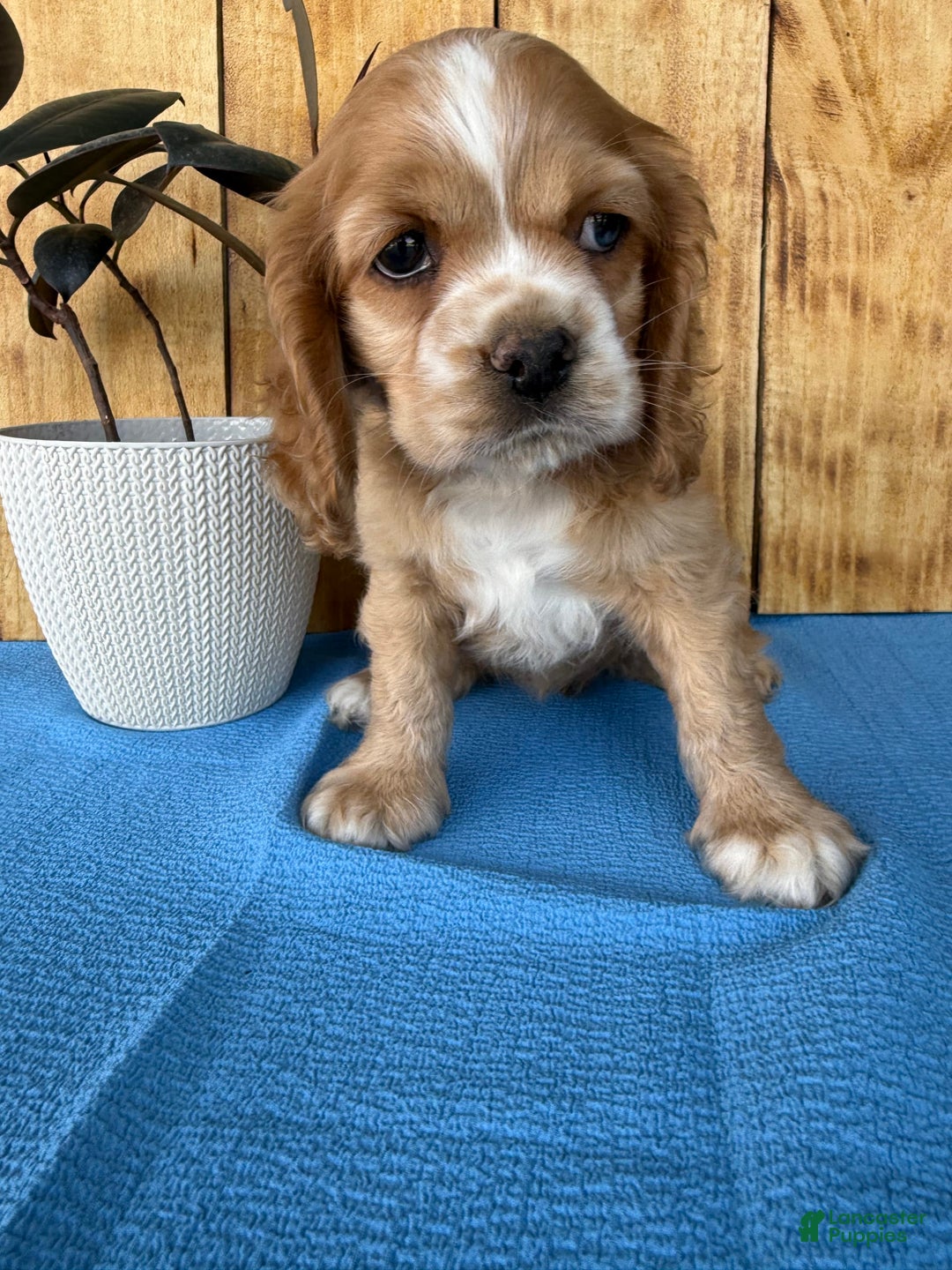 Cocker Spaniel dogs for sale: Tasha - Image 14