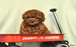 Miniature Poodle dogs for sale: Daffodil - Image 1