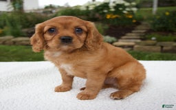 Cavalier King Charles Spaniel dogs for sale: Griffin - Image 2