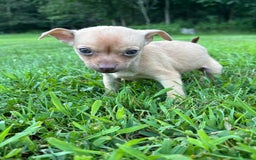 Chihuahua dogs for sale: Dora - Image 2