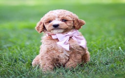Goldendoodle dogs for sale: Ocean - Image 11