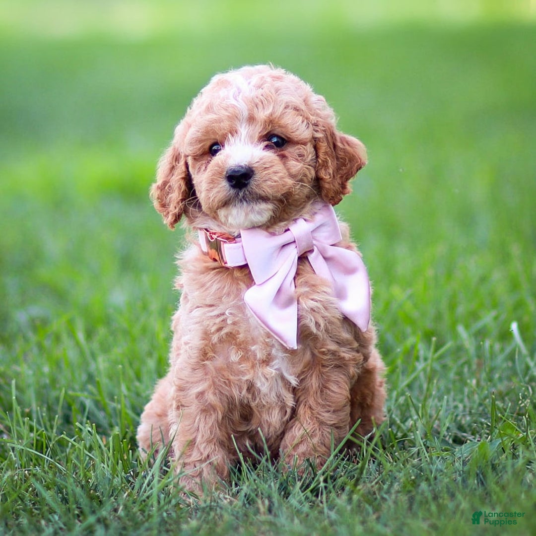 Goldendoodle dogs for sale: Ocean - Image 11