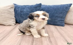 Mini Bernedoodle dogs for sale: Molly - Image 10