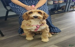 Mini Bernedoodle dogs for sale: Poppy - Image 7
