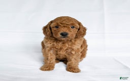 Miniature Poodle dogs for sale: Laurie - Image 1