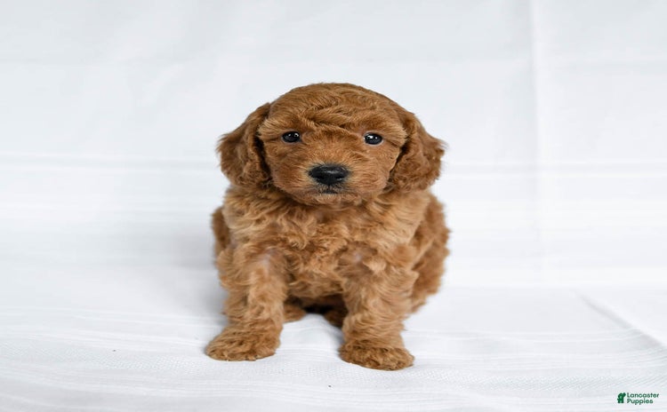 Miniature Poodle dogs for sale - Ad 1