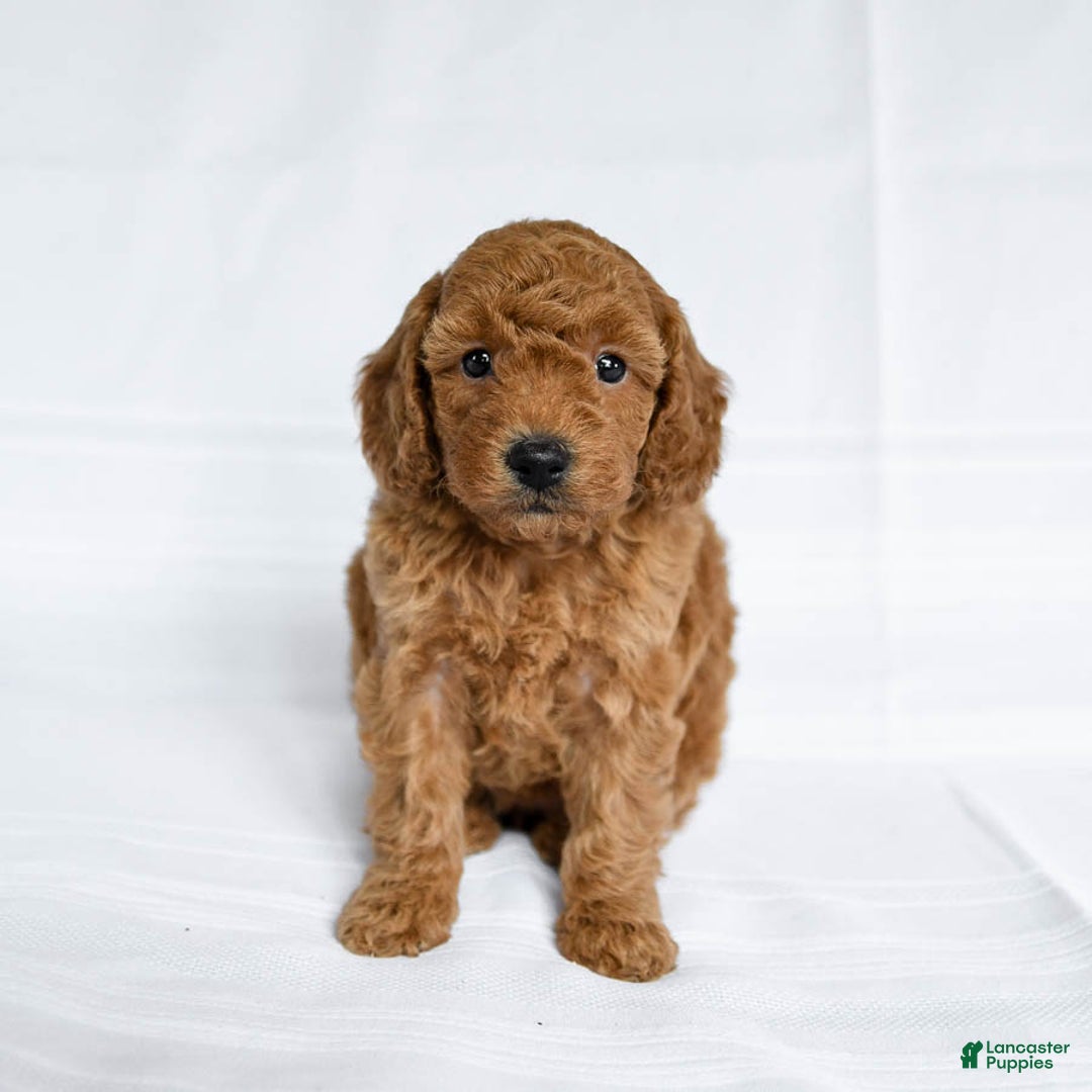 Miniature Poodle dogs for sale: Laurie - Image 1