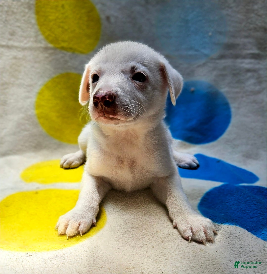 Border Collie dogs for sale: Charlie - Image 10