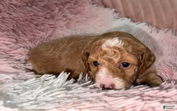 Miniature Poodle dogs for sale: Puppy Four - Image 1