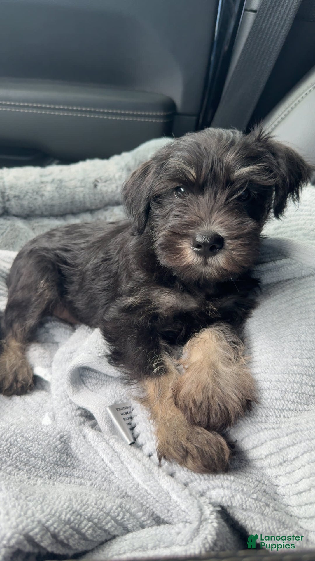 Miniature Schnauzer dogs for sale: Waylon - Image 2