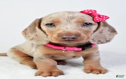Miniature Dachshund dogs for sale: Stella - Image 7
