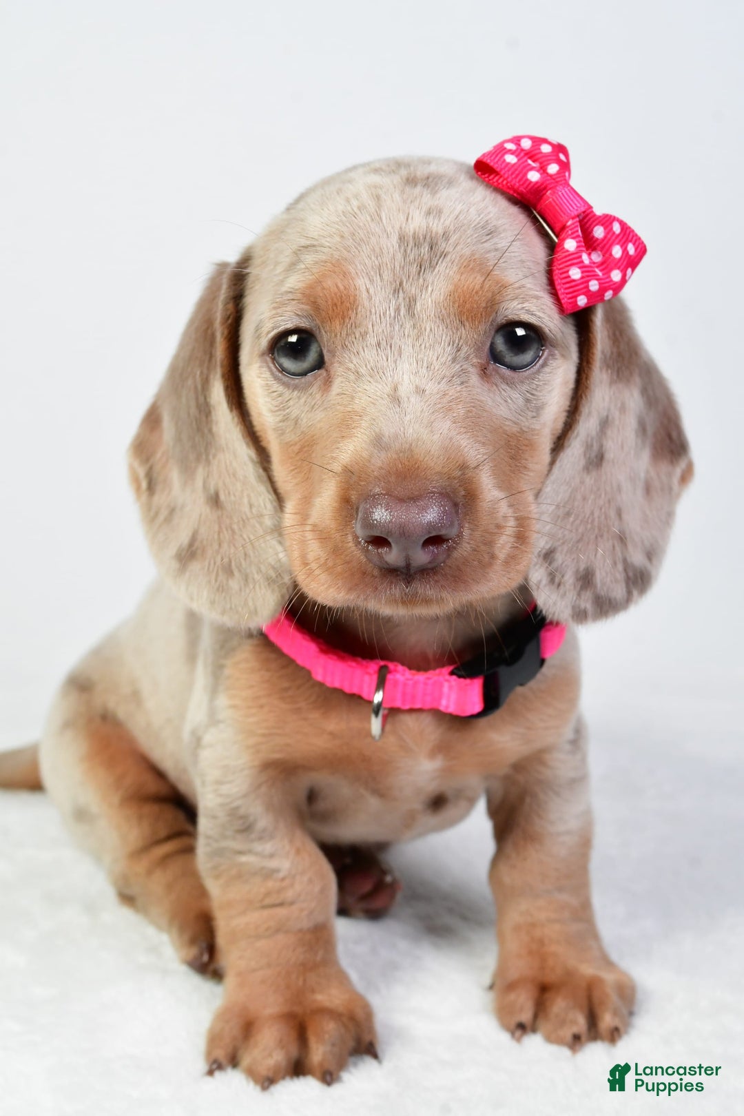 Miniature Dachshund dogs for sale: Stella - Image 7
