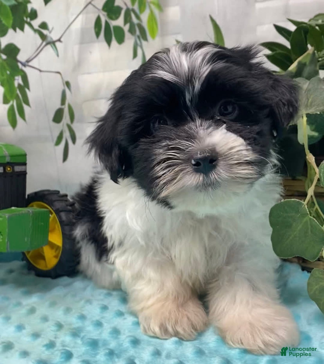 Shorkie dogs for sale: Little Milo - Image 13