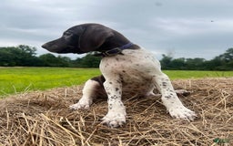 German Shorthaired Pointer dogs for sale: German Shorthaired Pointer 8 puppies - Image 5