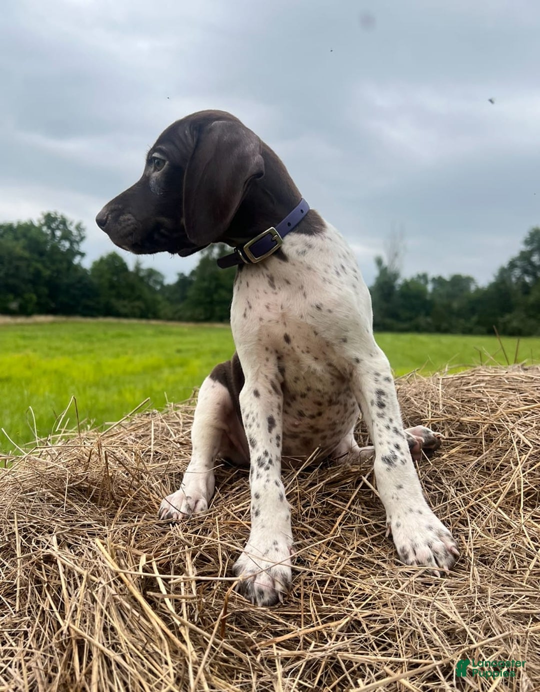 German Shorthaired Pointer dogs for sale: German Shorthaired Pointer 8 puppies - Image 5