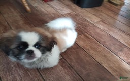 Pekingese dogs for sale: Charlie - Image 6