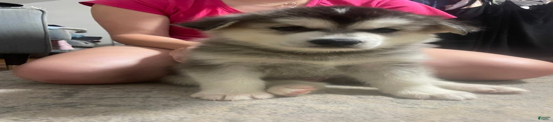 Nanook