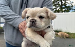 French Bulldog dogs for sale: Capone - Image 3