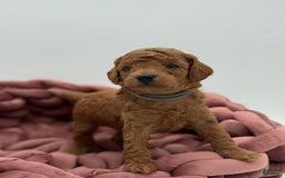 Toy Poodle dogs for sale: Ace - Image 4