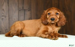 Irish Setter dogs for sale: Maizey - Image 7