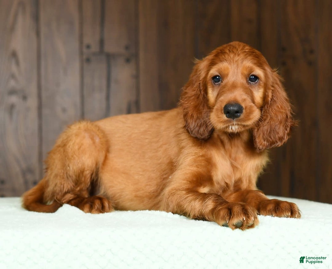 Irish Setter dogs for sale: Maizey - Image 7