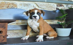 Boxer dogs for sale: Feliz - Image 7