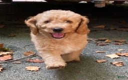 Labradoodle dogs for sale: Rusty - Image 2