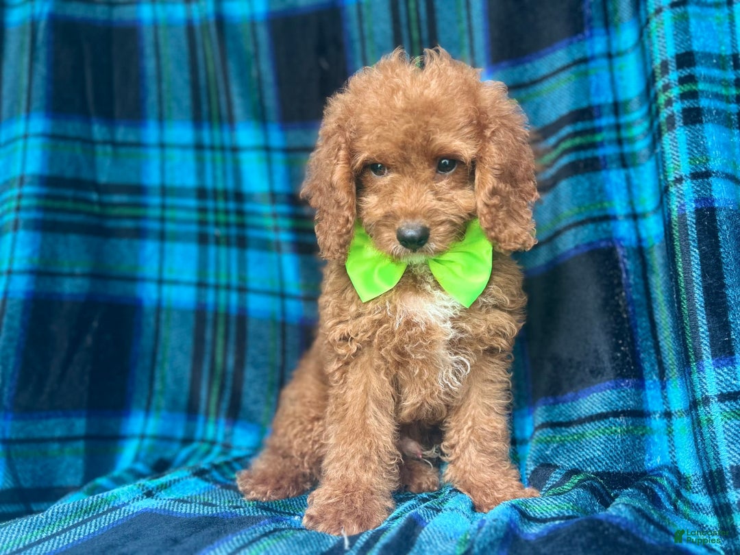 Cockapoo dogs for sale: Taco - Image 7