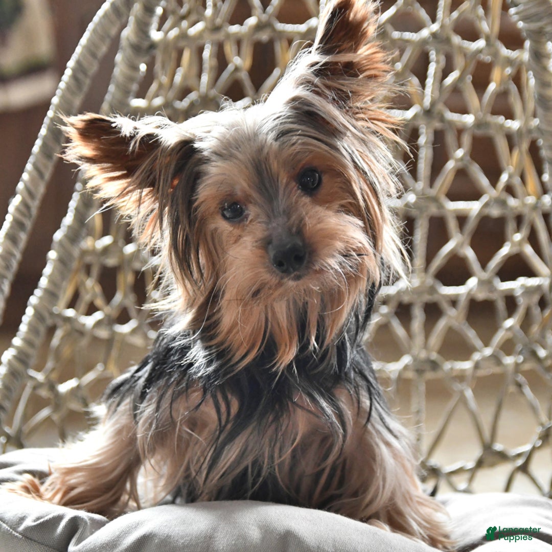 Yorkshire Terrier dogs for sale: River - Image 19