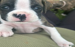 Boxer dogs for sale: Green - Image 3