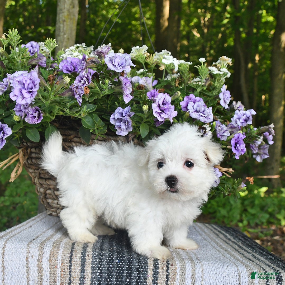 Maltese dogs for sale: Jessie - Image 3