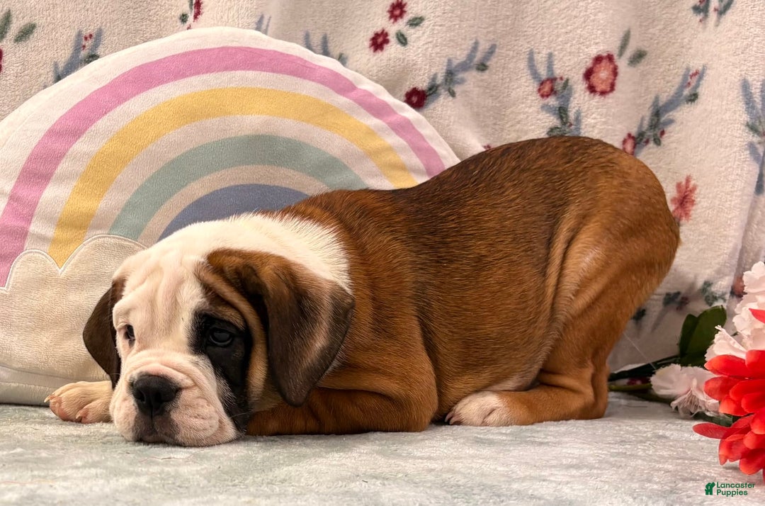 English Bulldog dogs for sale: Delight 0422 - Image 3